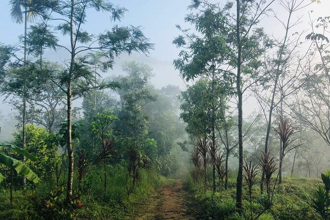 12 Hours Private Munnar Tour from Kochi - Early start from Kochi to Munnar: what the drive feels like