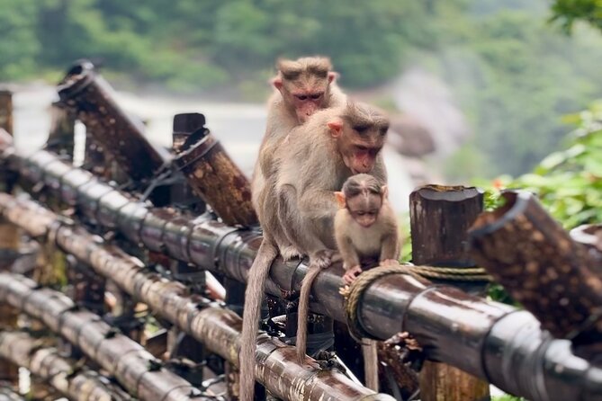 4 Day Kerala Tour Athirappilly Munnar Alleppey - Who Should Book This Kerala Tour (And Who Might Want Something Slower)
