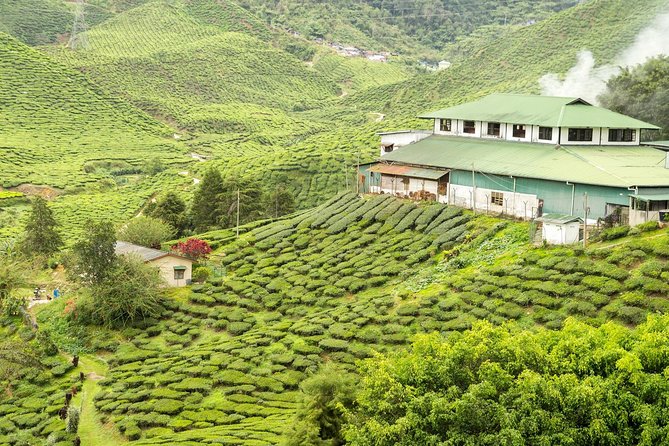 4 Days Best of Kerala Tour with Private Houseboat, Sightseeing & Car - Day 1: From Kochi airport to Munnar’s first scenic stops