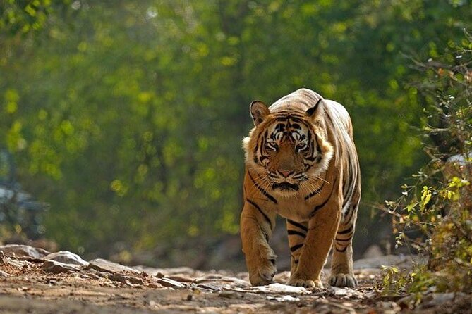 5 Day Private Tour of Tigers, Taj Mahal and Palaces from Cochin - Key Highlights You’ll Care About