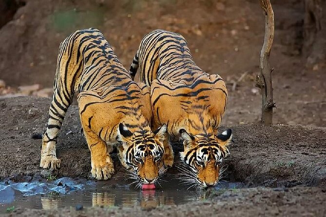 5 Day Private Tour of Tigers, Taj Mahal and Palaces from Cochin - Why This Cochin-to-Mumbai Route Works for Cruise Schedules