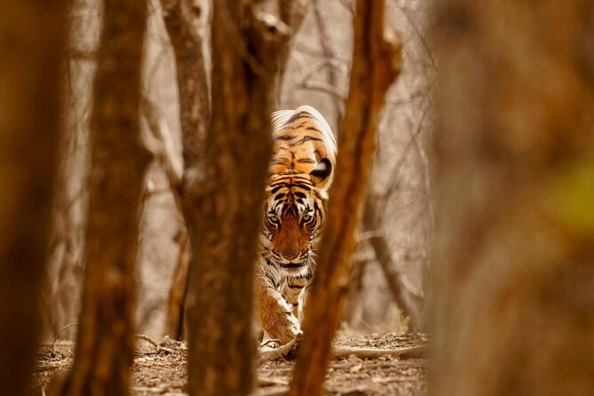 5 Day Private Tour of Tigers, Taj Mahal and Palaces from Cochin - Delhi’s Must-Do Mix: Humayun’s Tomb, Qutub Minar, and Iconic Memorials