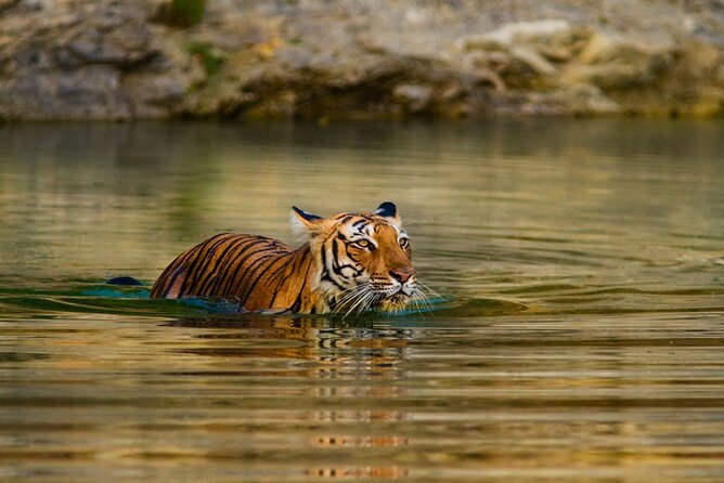 5 Day Private Tour of Tigers, Taj Mahal and Palaces from Cochin - Price and Value: What You’re Really Paying For