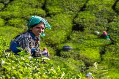 5 Days Kerala Tour with Private Car Houseboat Munnar and Thekkady - Cheeyappara Waterfalls: the quick stop that breaks up the drive
