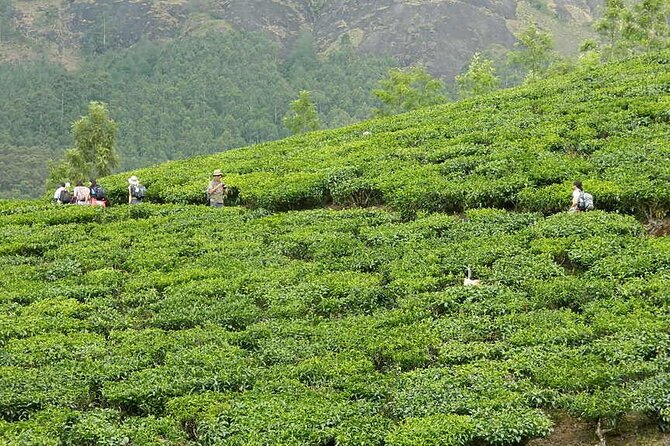 5 Days Kerala Tour with Private Car Houseboat Munnar and Thekkady - Fort Kochi and Cochin on Day 5: Chinese nets, spice market, and old neighborhoods