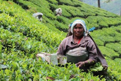 5 Days Private Kerala Tour Package by Saffron India Tours - Munnar Deep Views: Tea Gardens, Eco Points, and Dam Scenery at Altitude