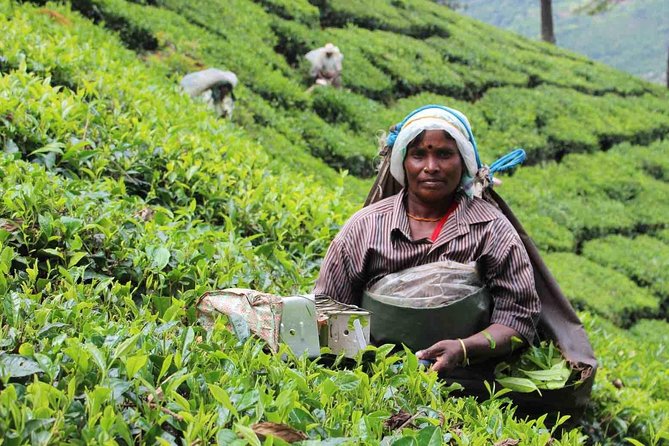 5 Days Private Kerala Tour Package by Saffron India Tours - Munnar Deep Views: Tea Gardens, Eco Points, and Dam Scenery at Altitude