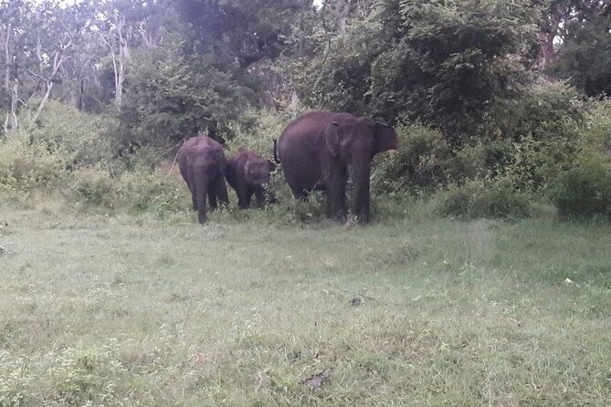 5 Days Private Kerala Tour with Houseboat by Sanguine Holidays - Day 3: Periyar Wildlife Sanctuary and the boat-based safari approach