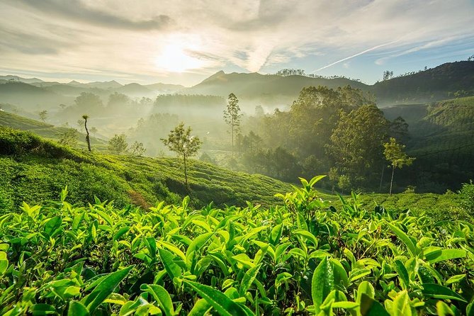 6 Days Private Tour Kerala Natural Retreat - Kochi start: airport welcome and a smooth handoff to Fort Kochi