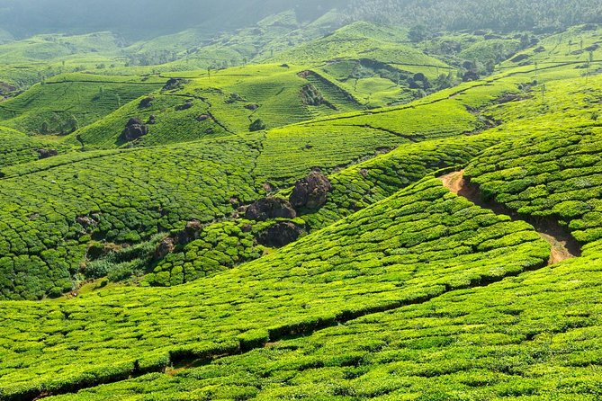 8 Days Kerala Private Tour (3 Star) with Munnar, Houseboat & Cab- Iris Holidays - Day 3: Munnar to Thekkady and your Periyar wildlife day