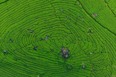 8 Days Kerala Private Tour (3 Star) with Munnar, Houseboat & Cab- Iris Holidays - Day 2 in Munnar: Mattupetty, Echo Point, and the Eravikulam area options