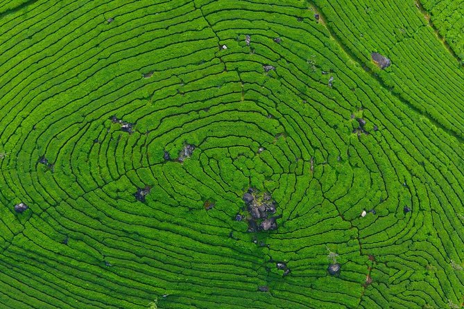 8 Days Kerala Private Tour (3 Star) with Munnar, Houseboat & Cab- Iris Holidays - Day 2 in Munnar: Mattupetty, Echo Point, and the Eravikulam area options