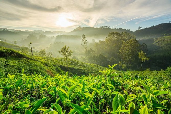 9 Days Private Exotic Kerala Tour - Munnar day: Eravikulam National Park, Echo Point, Mattupetty, and the Rose Gardens