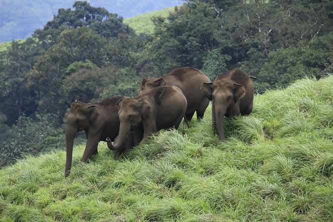 Best of Kerala Tour Package 7 nights / 8 days by Sanguine Holidays - Day 2 on the way to Munnar: Cheeyappara and Valara waterfalls