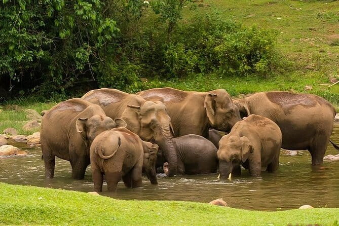 Cochin to Munnar Day trip - Roadside waterfalls: quick breaks that keep the drive interesting