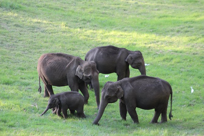 Explore Munnar Day Trip From Cochin ( By Munnar Info) - Private Car, Driver-Guide, and What Flexibility Really Means