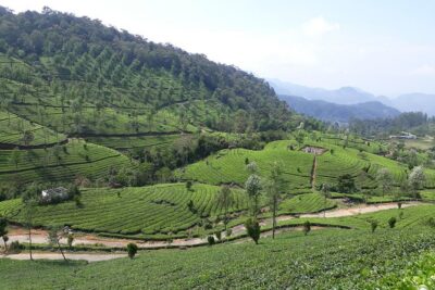 Explore Munnar Day Trip From Cochin ( By Munnar Info) - Your Day by Stop: Fort Kochi Beach to C.S.I Christ Church