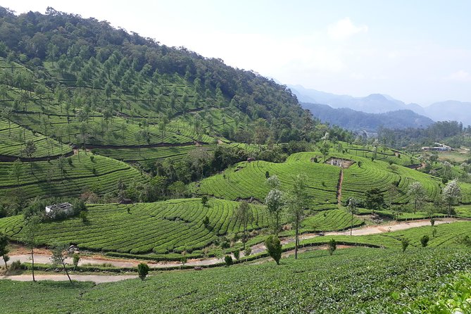 Explore Munnar Day Trip From Cochin ( By Munnar Info) - Your Day by Stop: Fort Kochi Beach to C.S.I Christ Church