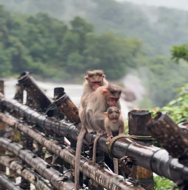 From Kochi: Athirappilly Waterfalls Day Trip with Transfers - The short trek for panoramic views (and why shoes matter)