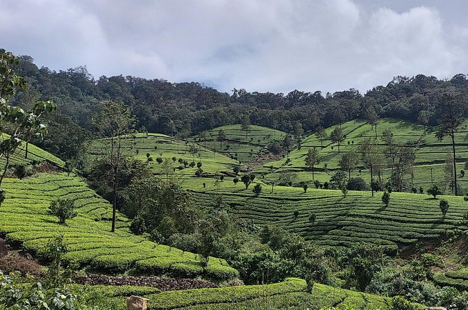 Glimpses of Kerala in 6 days Private Tour with Sanguine Holidays - Thekkady wildlife, boat-from-the-safety-of-the-lake style at Periyar
