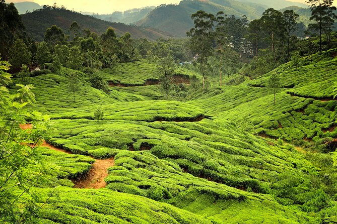 God's Own Country - KERALA (8 Days private trip) - Alleppey backwaters and the houseboat night: where the trip slows down on purpose