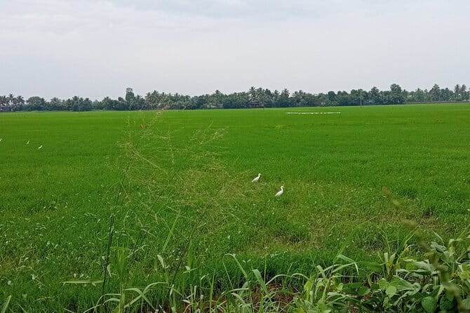 Midday Cruise with Village Life - The Small-Boat Advantage: Tight Channels and Close-Up Nature