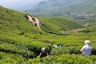 Private Day Trip to Munnar from Kochi (Cochin) - Mattupetty Dam: quick scenery that sets the tone