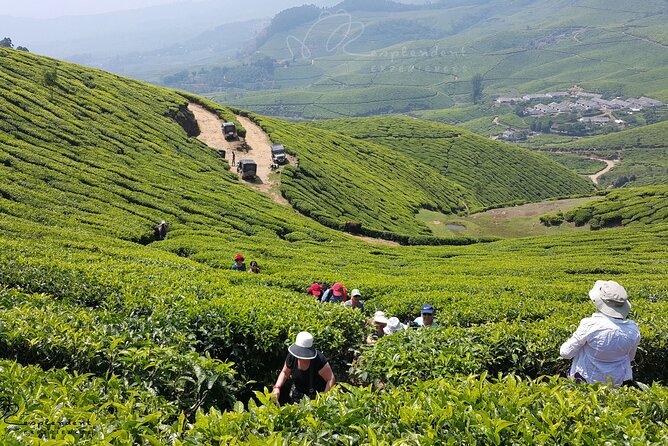 Private Day Trip to Munnar from Kochi (Cochin) - Mattupetty Dam: quick scenery that sets the tone
