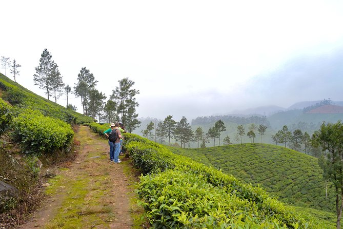 Scenic Kerala : Hills, Wildlife, Backwaters & Beach Bliss- 7 Days - Key highlights to look for