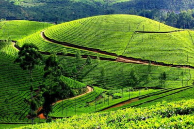 Serene Munnar Retreat: Private Tour from Kochi to the Munnar Hill - Mattupetty Dam: Mountain Views With a Built-In Pause