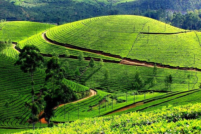 Serene Munnar Retreat: Private Tour from Kochi to the Munnar Hill - Mattupetty Dam: Mountain Views With a Built-In Pause